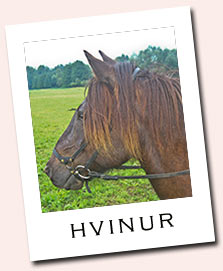 Hvinur