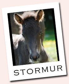 stormur